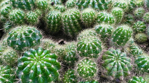 High angle view of succulent plant on field