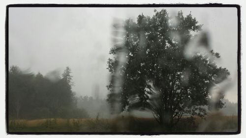 Trees growing against sky