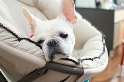French bulldog relaxing in baby carriage at home