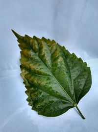 High angle view of leaf against white background