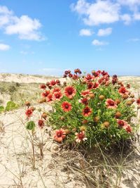 Low angle view of flowers on tree against sky