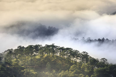 Low angle view of trees in forest against sky