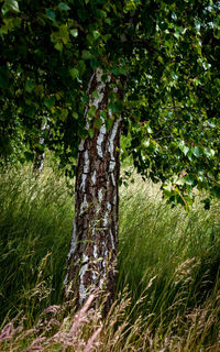 Close-up of tree trunk in forest