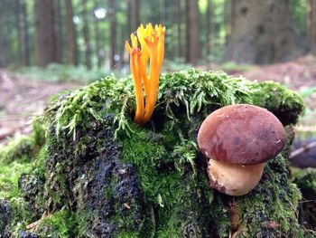 Close-up of mushrooms growing on tree