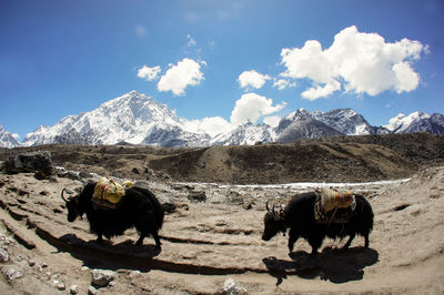 Scenic view of snow covered mountains