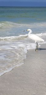 View of birds on beach