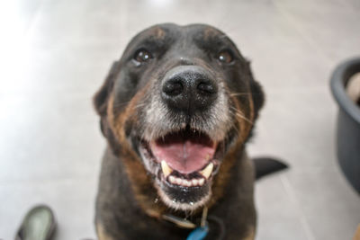 Close-up portrait of dog