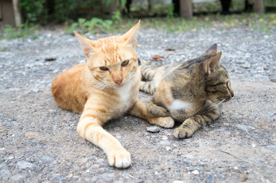 Cat lying on footpath