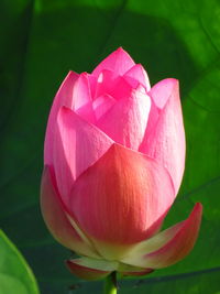 Close-up of pink lotus water lily