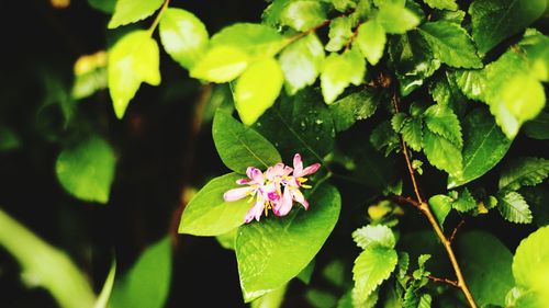 Close-up of flowers blooming outdoors