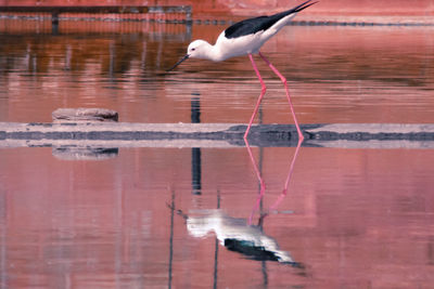 Side view of a bird drinking water