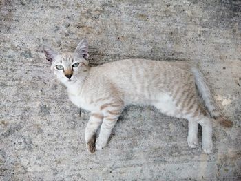 High angle portrait of tabby cat