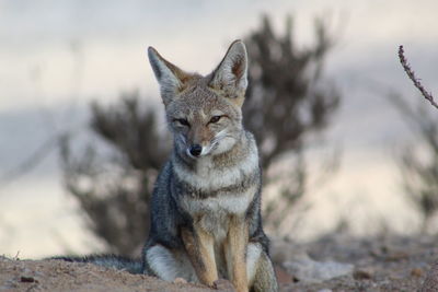 Close-up portrait of fox sitting on land