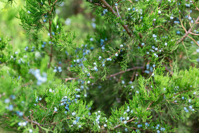 Close-up of wet pine tree