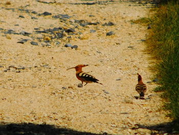 Birds on ground