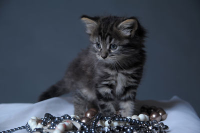 Close-up portrait of a cat