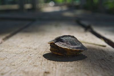 Close-up of shell