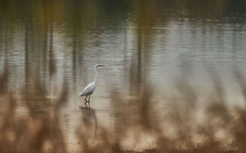 View of a bird in water