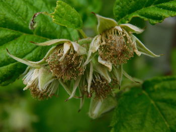 Close-up of wilted on plant