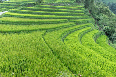 Scenic view of agricultural field