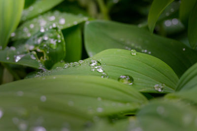 Close-up of water drops on leaf