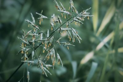 Tiny yellow flowers