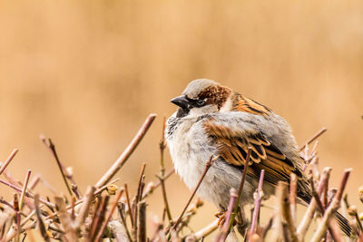 Close-up of a bird