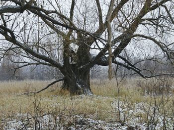 Bare trees on landscape against sky