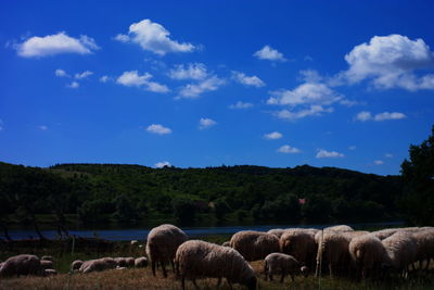 Sheep in a field