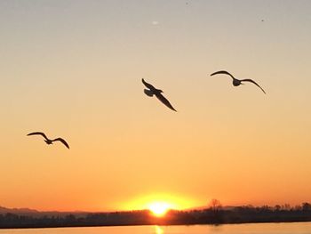 Seagulls flying in sky during sunset
