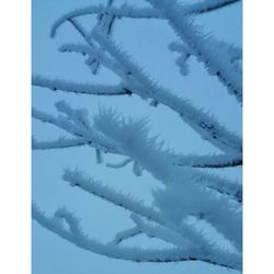 Close-up of frozen tree against sky