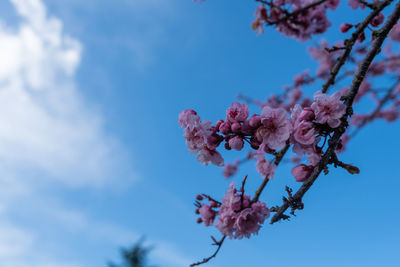 Low angle view of cherry blossoms against sky