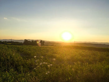 Scenic view of field against sky during sunset