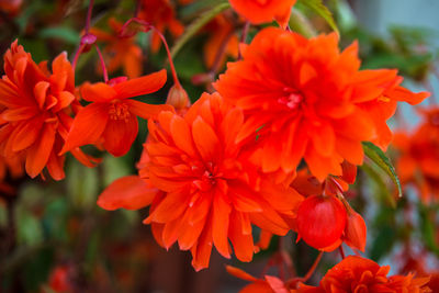 Close-up of red flowers blooming outdoors