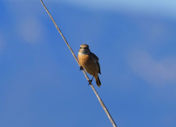 Low angle view of bird perching on cable against sky