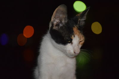 Close-up of cat looking away at home