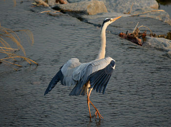 High angle view of gray heron on beach