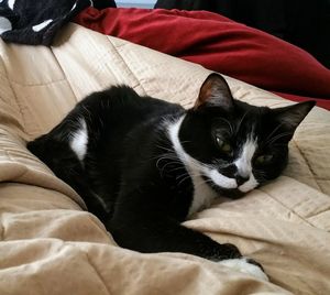 Close-up of cat sleeping on bed at home