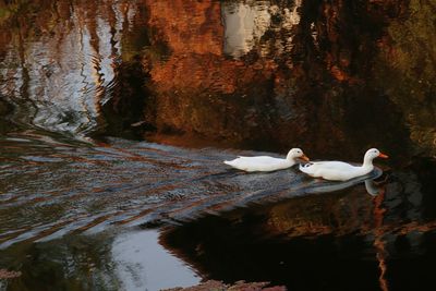 Swan floating in a lake