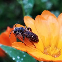 Close-up of insect on flower