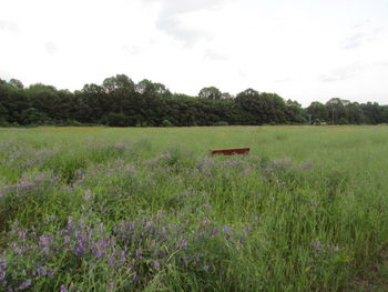 Scenic view of grassy field against sky