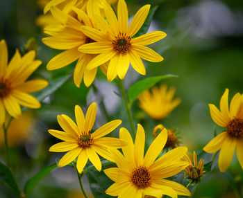 Close-up of yellow cosmos flowers blooming outdoors