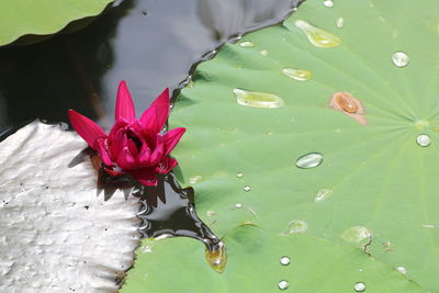 Close-up of water lily in pond