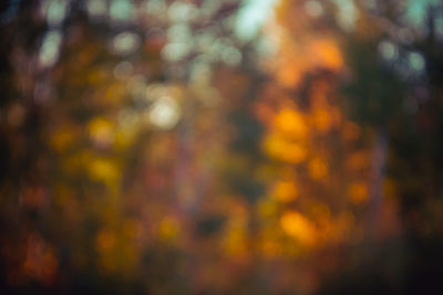 Defocused image of trees at sunset