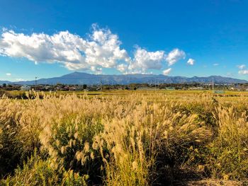 Scenic view of field against sky