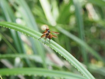 Close-up of insect on plant