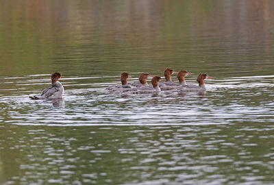 Ducks swimming in lake