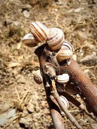 Close-up of mushroom growing on field