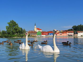 Swans swimming in lake against clear sky