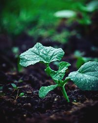 Close-up of wet plant on field